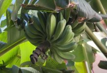 Банановая плантация возникла на месте прорыва водопровода в центре Гаваны