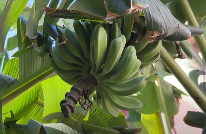 Банановая плантация возникла на месте прорыва водопровода в центре Гаваны