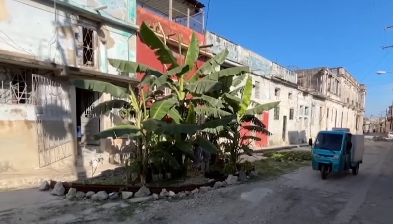 Банановая плантация возникла на месте прорыва водопровода в центре Гаваны