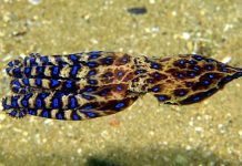 Самцы осьминога Hapalochlaena fasciata парализуют самку токсином, чтобы не быть съеденными