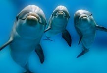 Google создает ИИ, чтобы расшифровать речь дельфинов