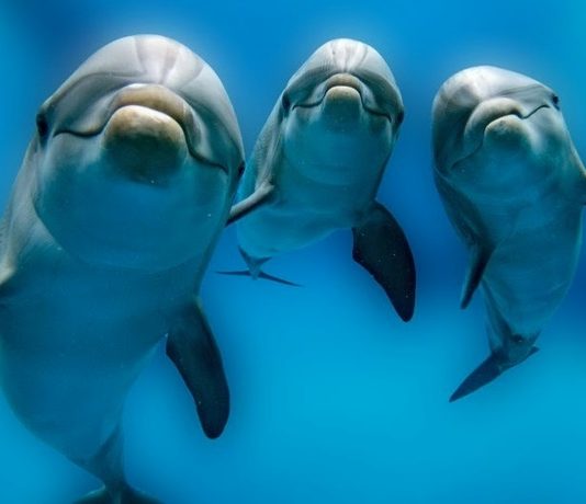 Google создает ИИ, чтобы расшифровать речь дельфинов