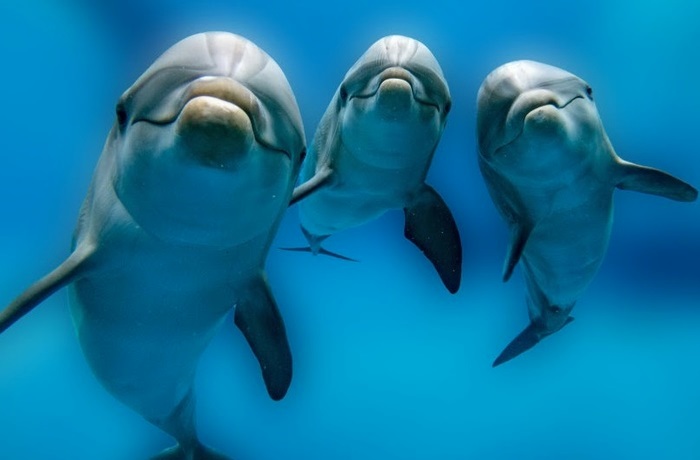 Google создает ИИ, чтобы расшифровать речь дельфинов