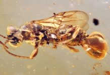 Учёные обнаружили в янтаре странную осу, жившую 99 миллионов лет назад