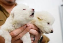 Учёные впервые вернули к жизни вымершее животное