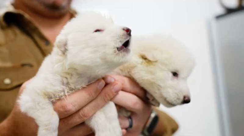 Учёные впервые вернули к жизни вымершее животное