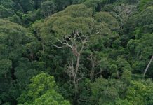 В лесах Амазонки обнаружили деревья, убивающие своих конкурентов молнией