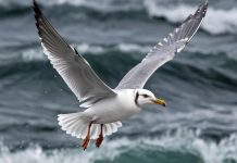 Птицы Австралии трещат и хрустят от пластика при нажатии на них