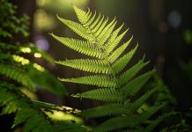 Ученые обнаружили у папоротников способность «эволюционировать в обратном направлении»
