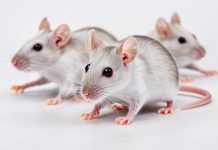 Ученые увеличили продолжительность жизни мышей на 30% с помощью антивозрастного коктейля