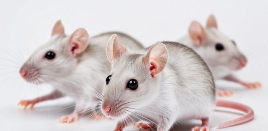 Ученые увеличили продолжительность жизни мышей на 30% с помощью антивозрастного коктейля