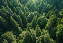 Учёные обнаружили изменение электрической активности деревьев во время солнечного затмения