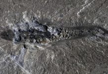 В Канаде археологи нашли древнего трёхглазого хищника с шипами, жившего 500 миллионов лет назад