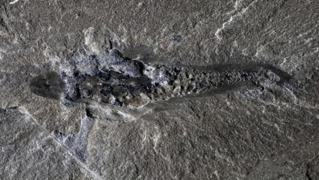 В Канаде археологи нашли древнего трёхглазого хищника с шипами, жившего 500 миллионов лет назад