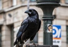 Вороны и сороки оказались умнее, чем кажется
