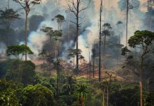 Добыча золота в Амазонии приводит к деградации почвы и препятствует восстановлению лесов