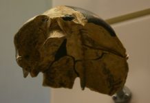 Китайские фермеры нашли загадочный череп возрастом 300 000 лет