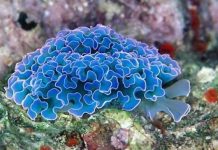 Морские слизни отбирают части тела у добычи, приобретая ее способности