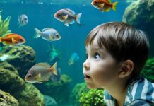 Ученые обнаружили, что рыбы умнее, чем считалось ранее