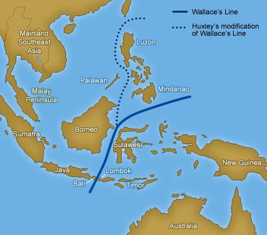 Загадочная граница между Азией и Австралией, которую животные не пересекают