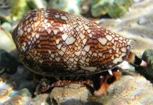 Женщина случайно подобрала улитку, которая оказалась ядовитой