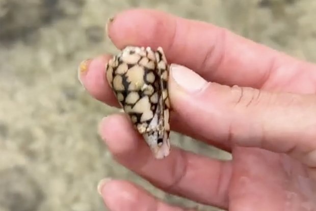 Женщина случайно подобрала улитку, которая оказалась ядовитой