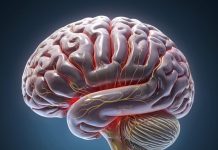 Биологический возраст мозга влияет на продолжительность жизни и здоровье