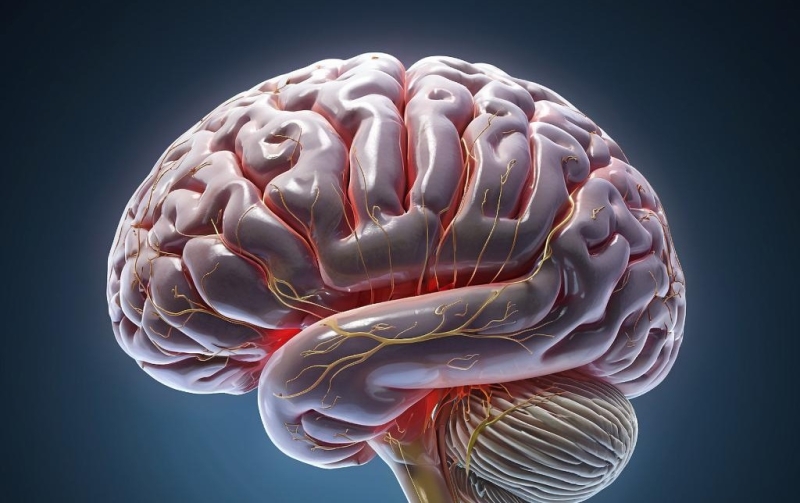 Биологический возраст мозга влияет на продолжительность жизни и здоровье