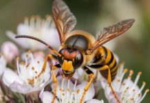 Чем опасны шершни, рассказали эксперты