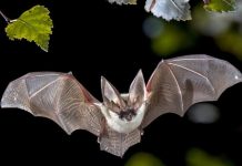 Эволюционное чудо: Крылья летучих мышей созданы теми же генами, что и руки человека
