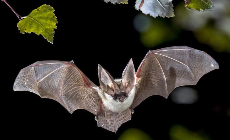 Эволюционное чудо: Крылья летучих мышей созданы теми же генами, что и руки человека