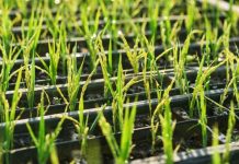 Рис, выращенный в космосе: как изменится питание астронавтов будущего