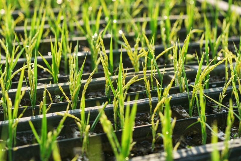 Рис, выращенный в космосе: как изменится питание астронавтов будущего