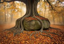 Ученые нашли деревья, которые выращивают камни внутри себя