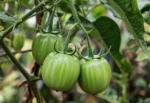 Ученые обнаружили на Галапагосских островах помидоры, которые эволюционируют в обратном направлении