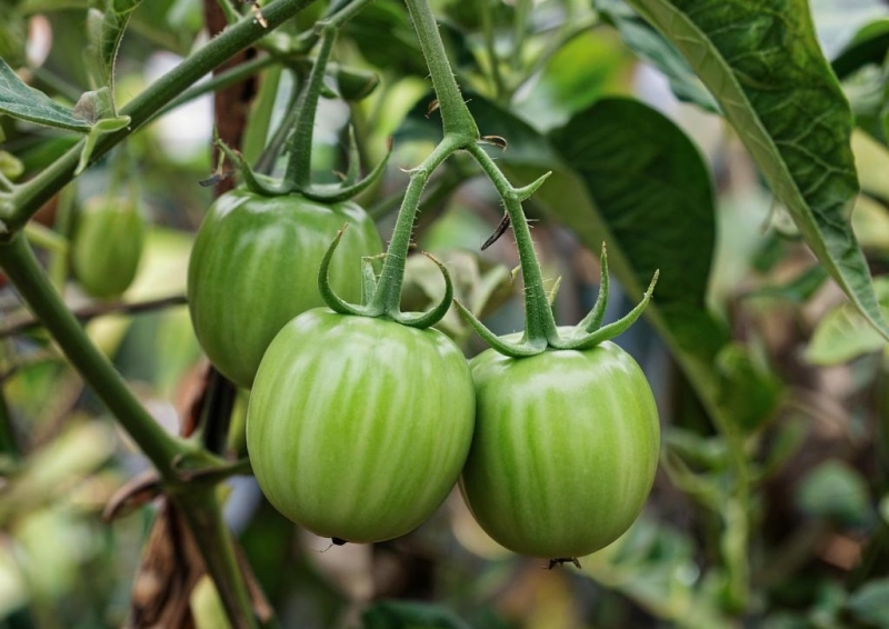 Ученые обнаружили на Галапагосских островах помидоры, которые эволюционируют в обратном направлении