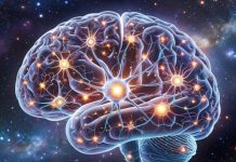 Воспоминания могут сохраняться после смерти мозга, считают австралийские учёные