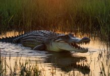 Интеллект или инстинкты: что движет поведением крокодилов?