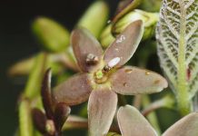 Растение притворяется муравьем, чтобы привлечь опылителей