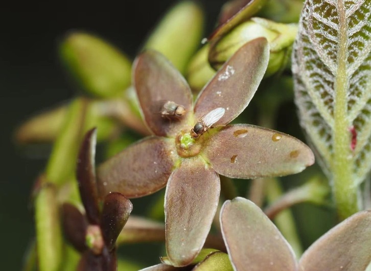 Растение притворяется муравьем, чтобы привлечь опылителей