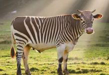 Ученые из Японии получили Шнобелевскую премию за покраску коровы под зебру