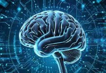 Учёные впервые создали полную цифровую модель мозга живого существа