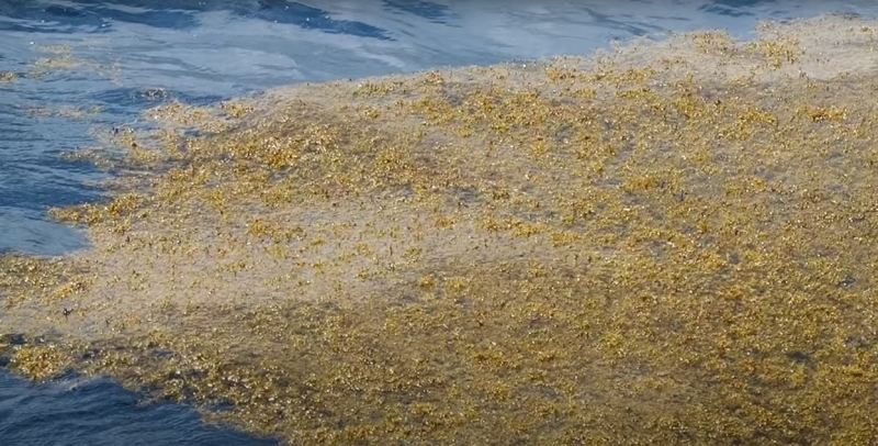 Гигантская полоса бурых водорослей пересекла Атлантику и видна из космоса