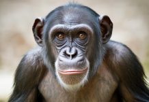 Исследование показало: шимпанзе способны менять убеждения при наличии новых доказательств