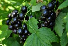 Сок чёрной смородины улучшает кровообращение в головном мозге, показало исследование