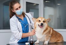 Как современные ветеринарные технологии помогают сохранять здоровье домашних питомцев