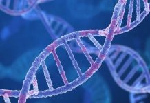 Эволюция продолжается: доказательства современной адаптации человечества