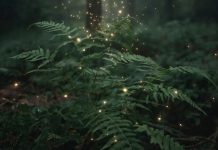 Папоротник способен поглощать редкоземельные элементы из почвы, обнаружили китайские ученые