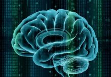 Ученые считают, что в мозге существует предустановленная «операционная система»