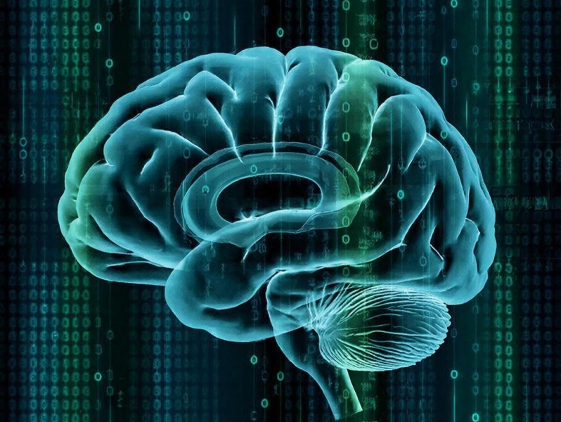 Ученые считают, что в мозге существует предустановленная «операционная система»